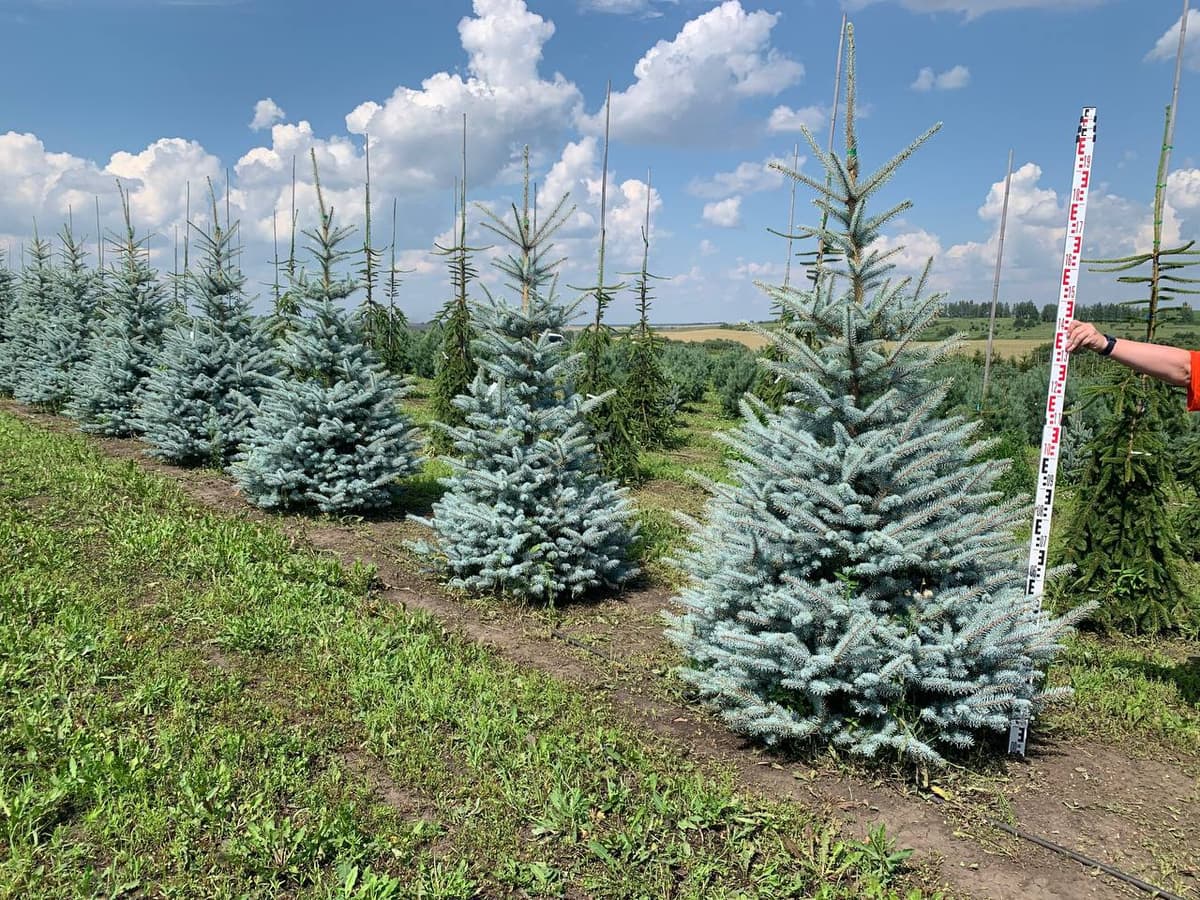 Ель колючая Эдит - изображение 1