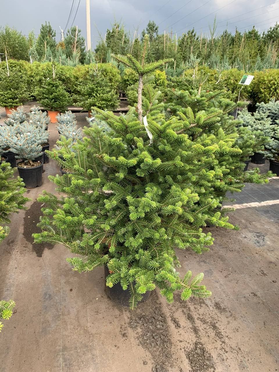 Пихта корейская - изображение 1