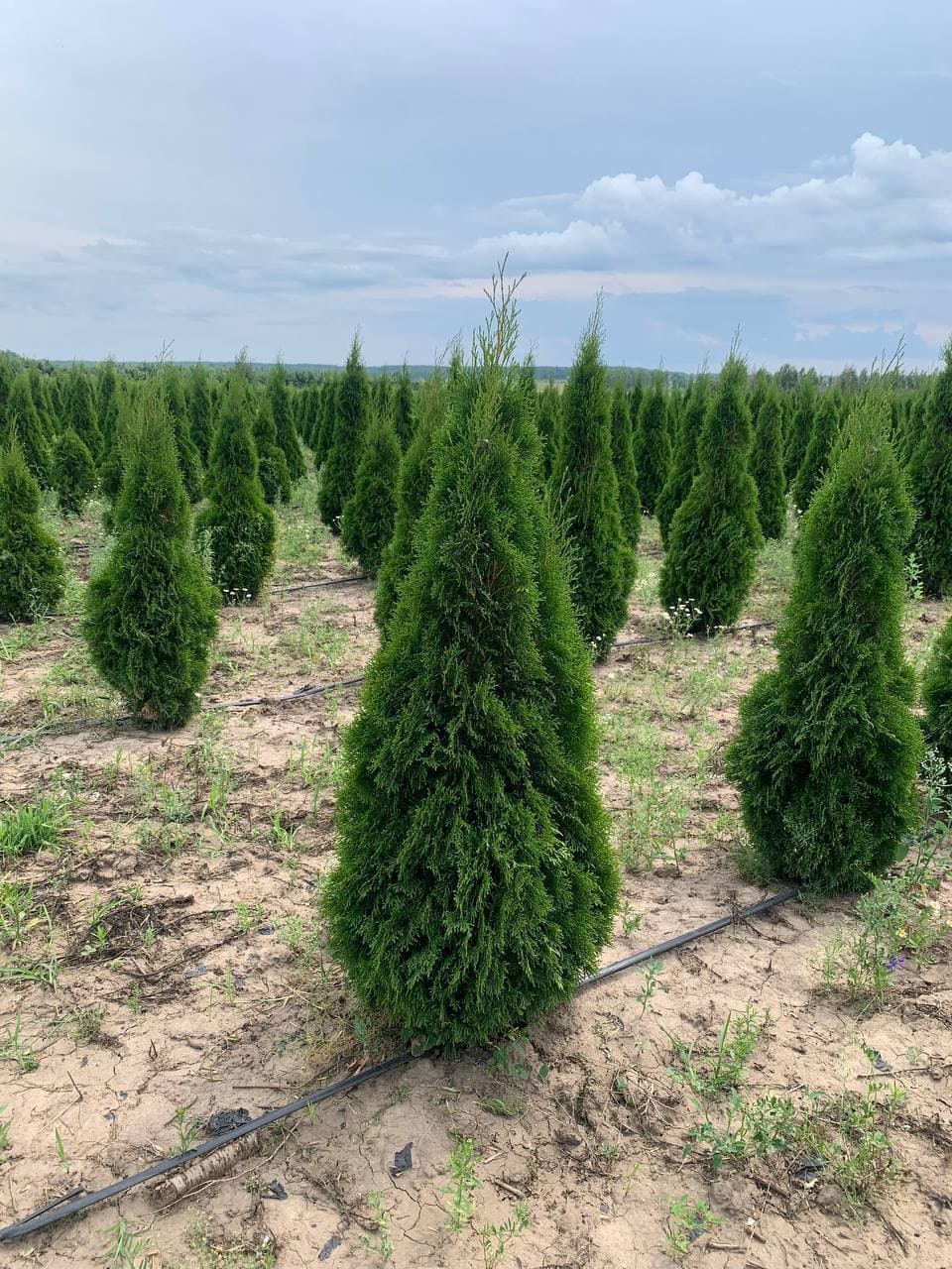 Туя западная Смарагд - изображение 1
