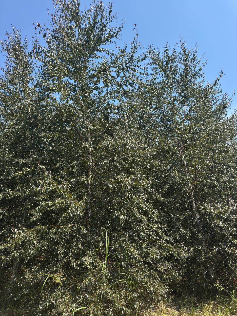 Береза повислая Пурпуреа - изображение 1