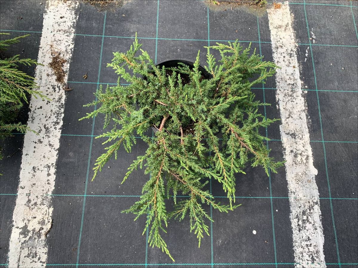 Можжевельник обыкновенный Грин Карпет - изображение 1