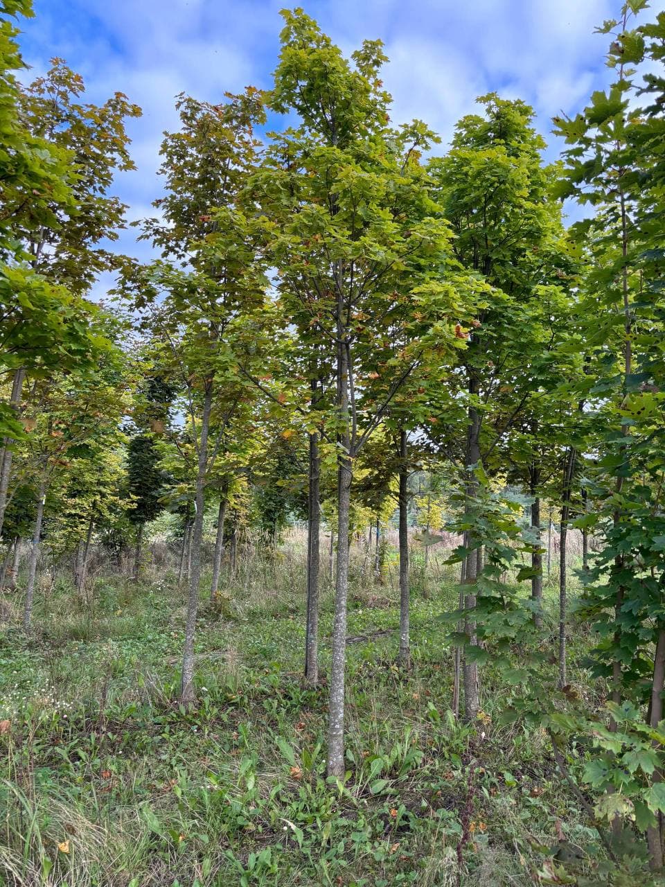 Клен остролистный Кливленд - изображение 1