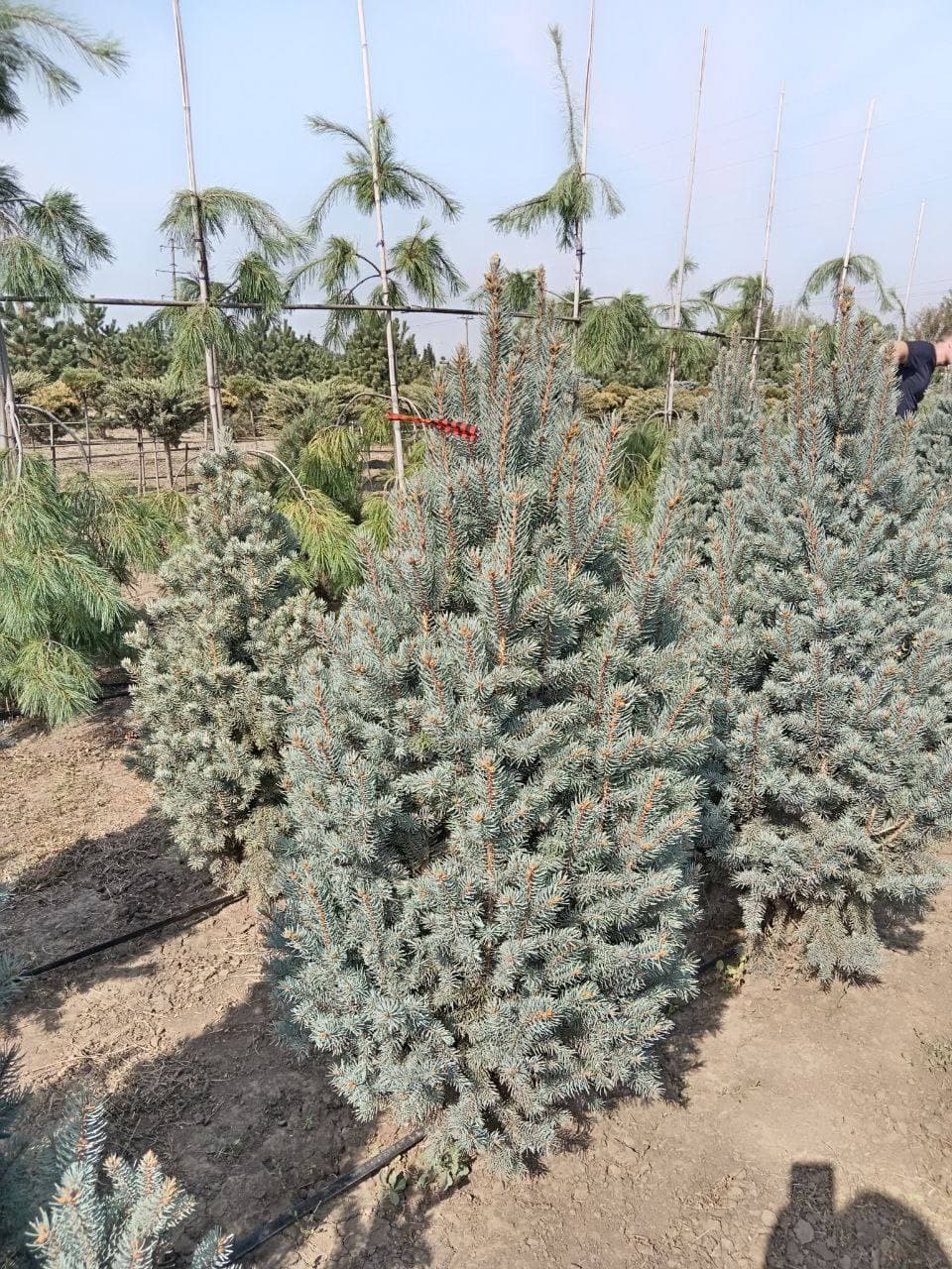 Ель колючая Изели Фастигиата - изображение 1