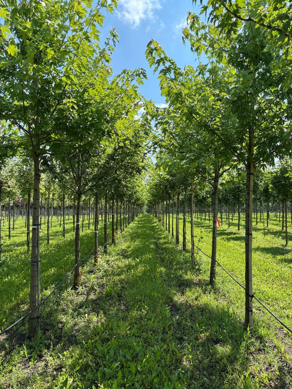 Клен серебристый - изображение 1