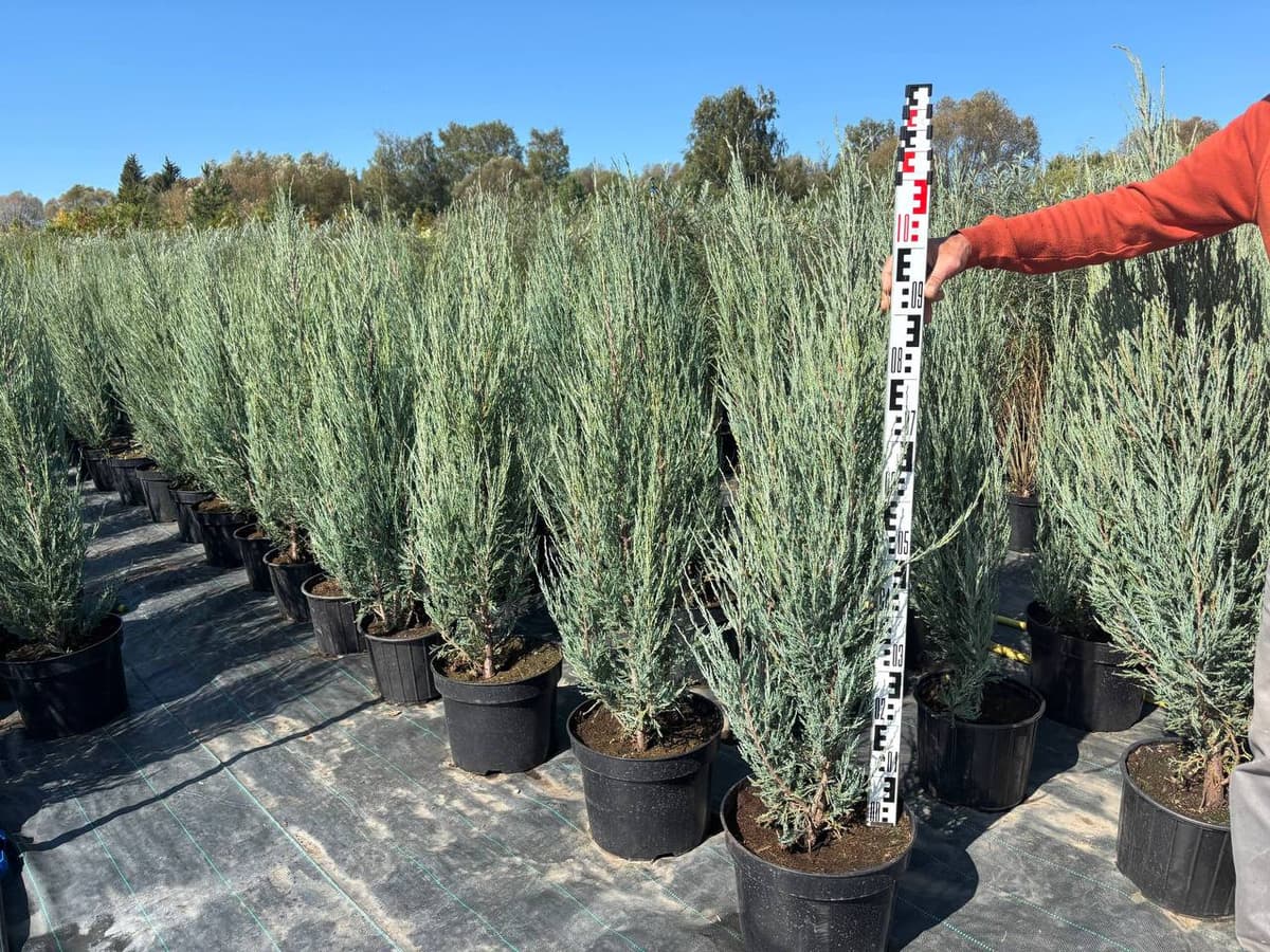 Можжевельник скальный Блю Эрроу - изображение 1