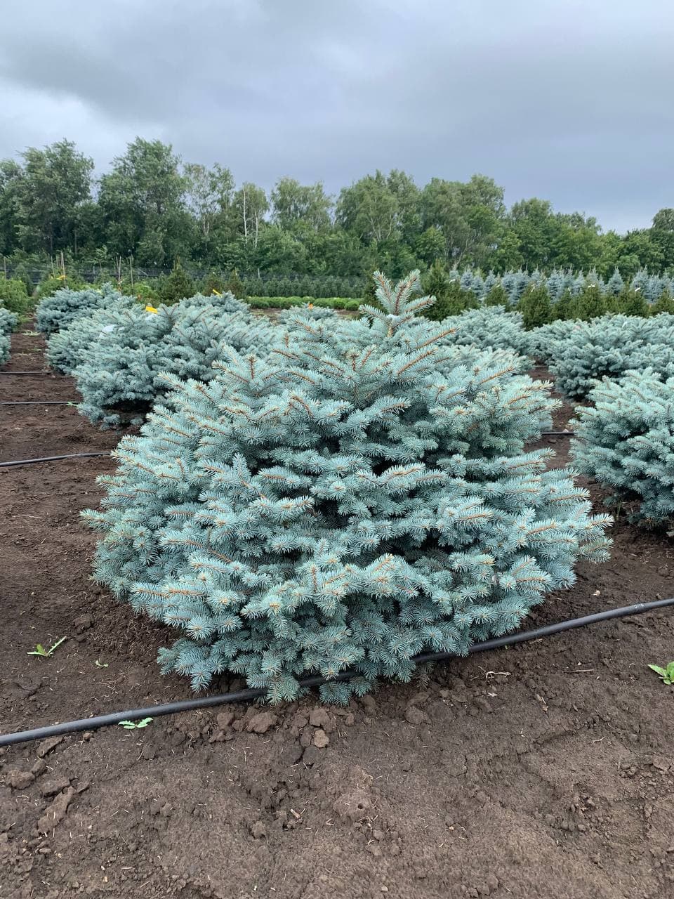 Ель колючая Глаука Глобоза - изображение 1