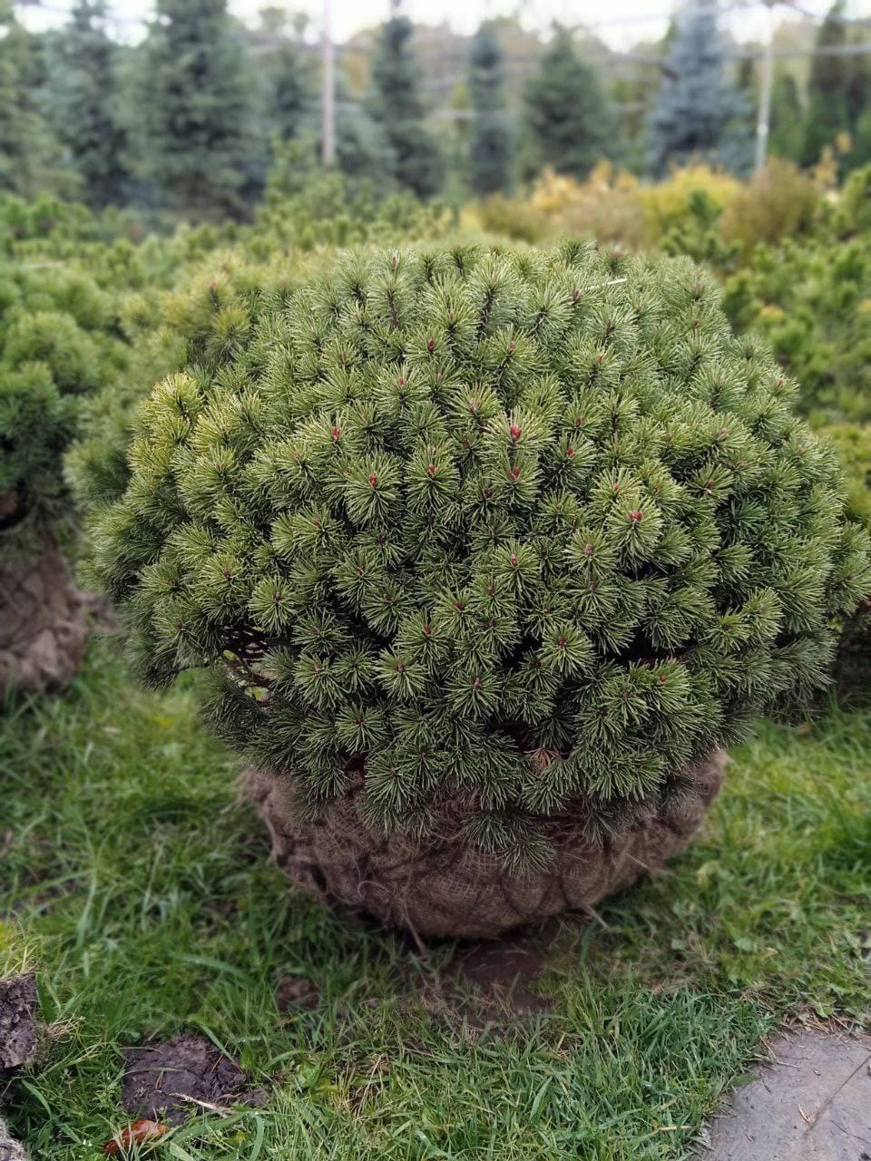 Сосна горная божий дар - изображение 1