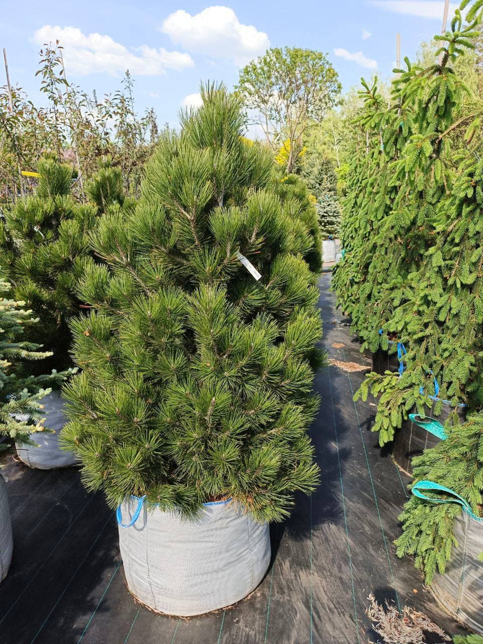 Сосна белокорая Малинки - изображение 1