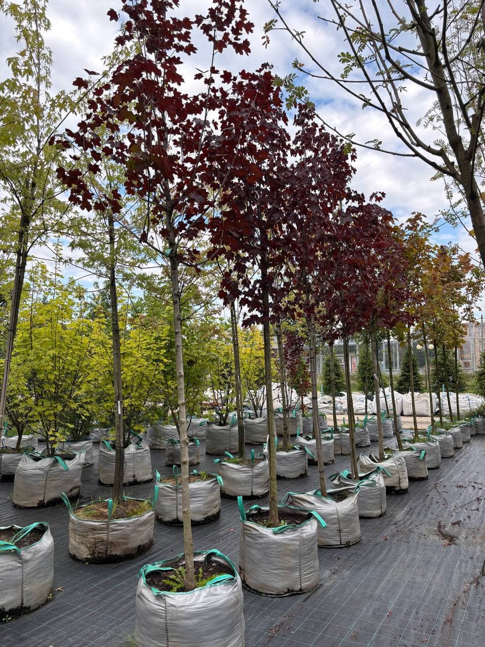 Клен остролистный Кримсон Кинг - изображение 1