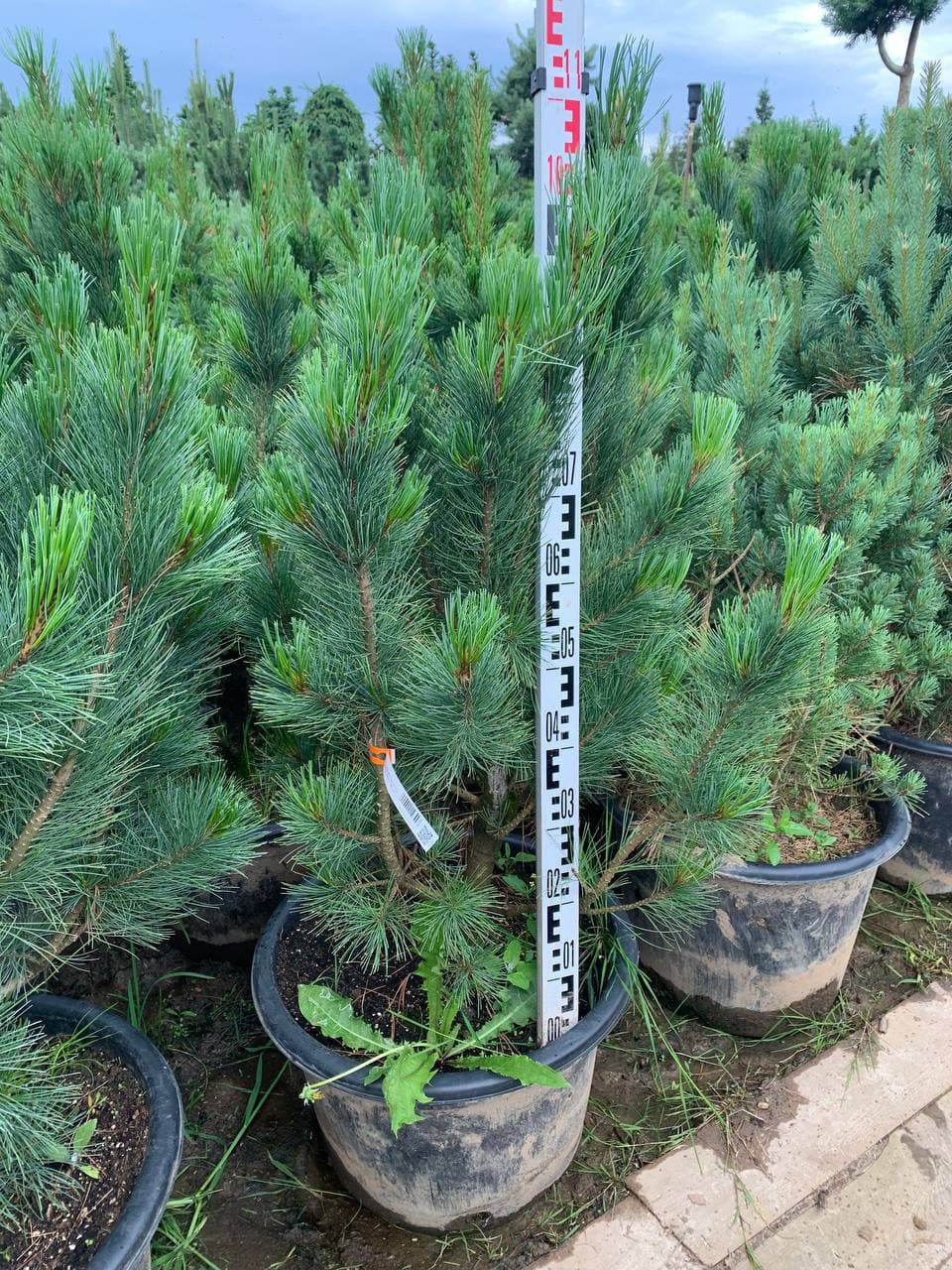 Сосна кедровая Глаука - изображение 1