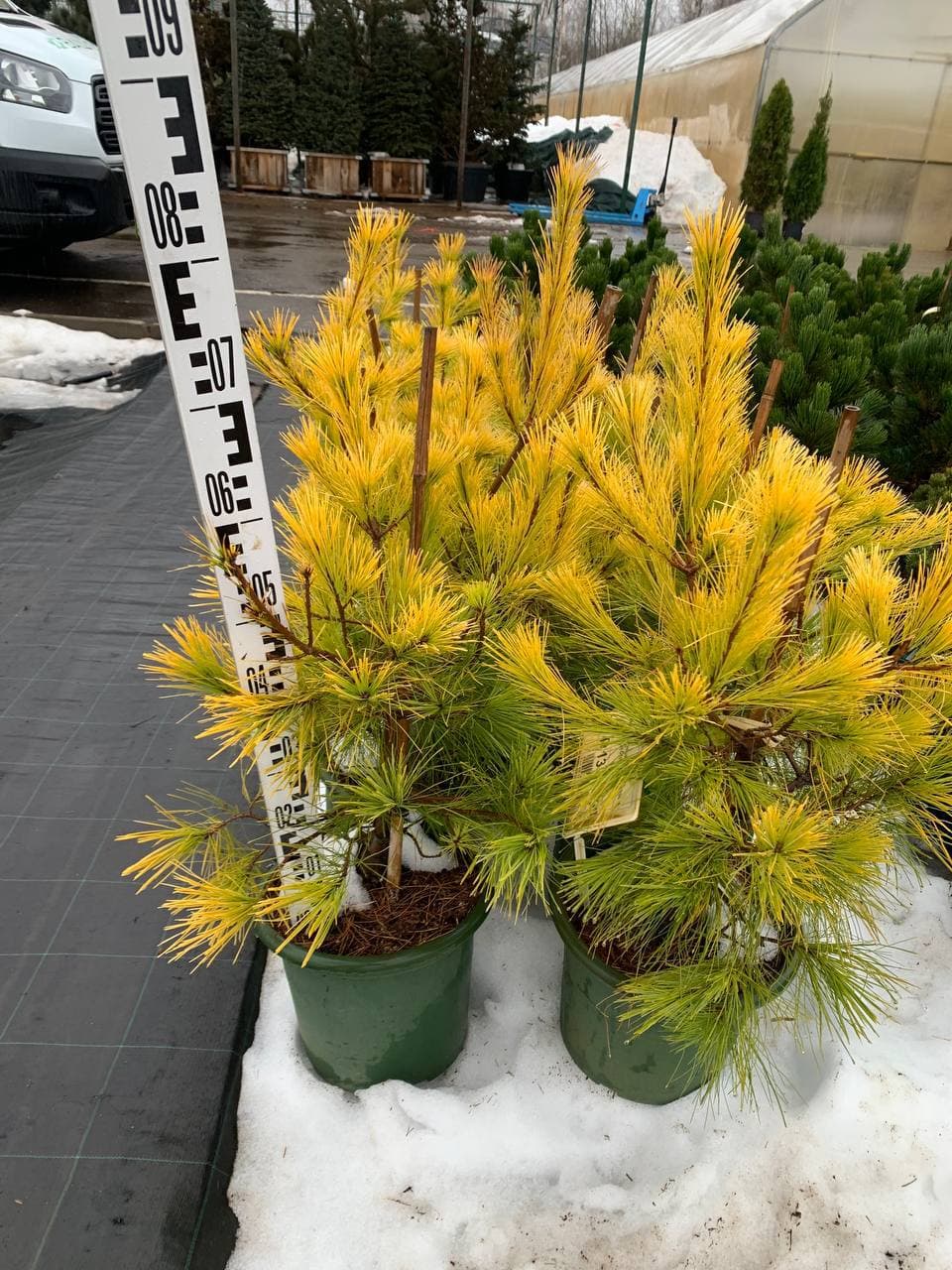 Сосна веймутова Луи - изображение 1