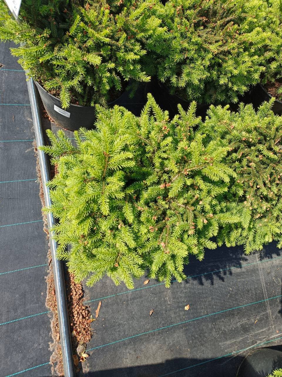 Ель обыкновенная Нидиформис - изображение 1