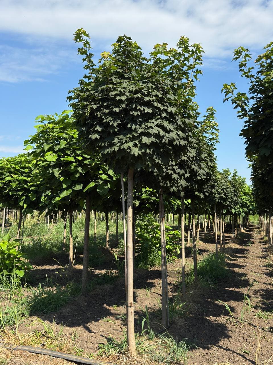 Клен остролистный Глобозум - изображение 1