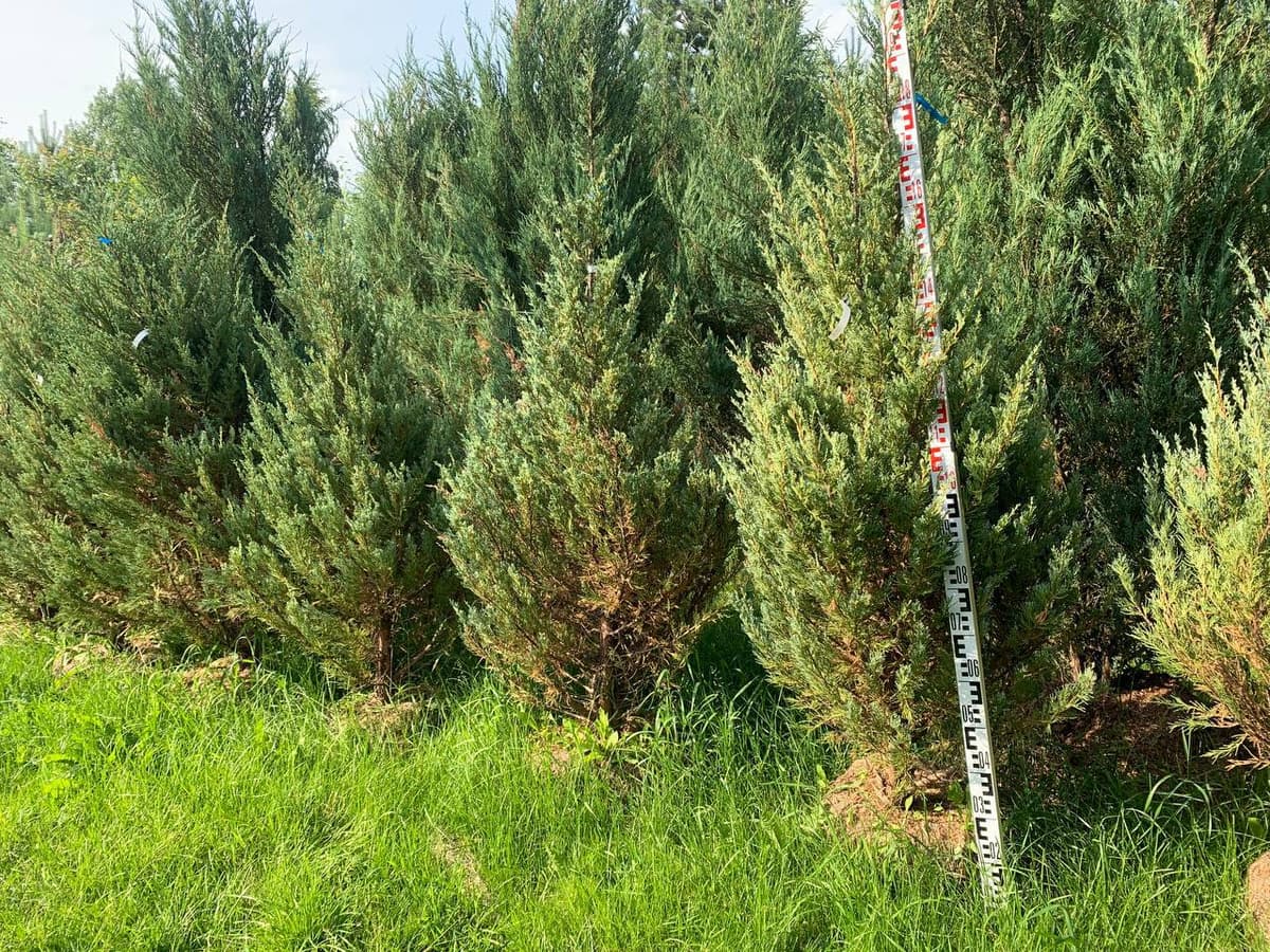 Можжевельник скальный Мунглоу - изображение 1