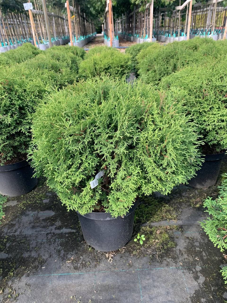 Туя западная Тини Тим - изображение 1