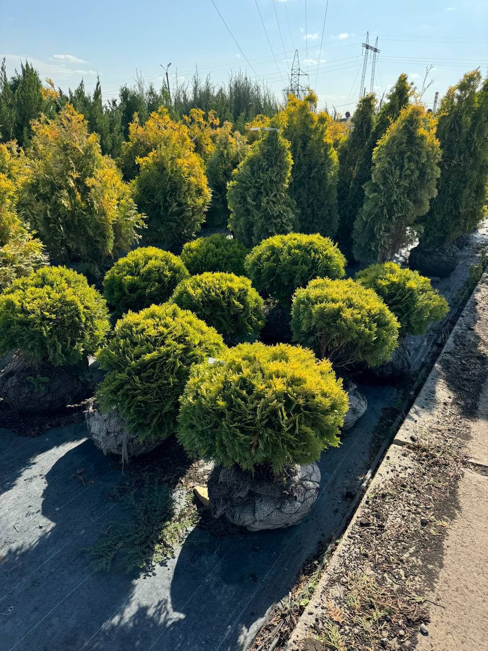 Туя западная Мириам - изображение 1