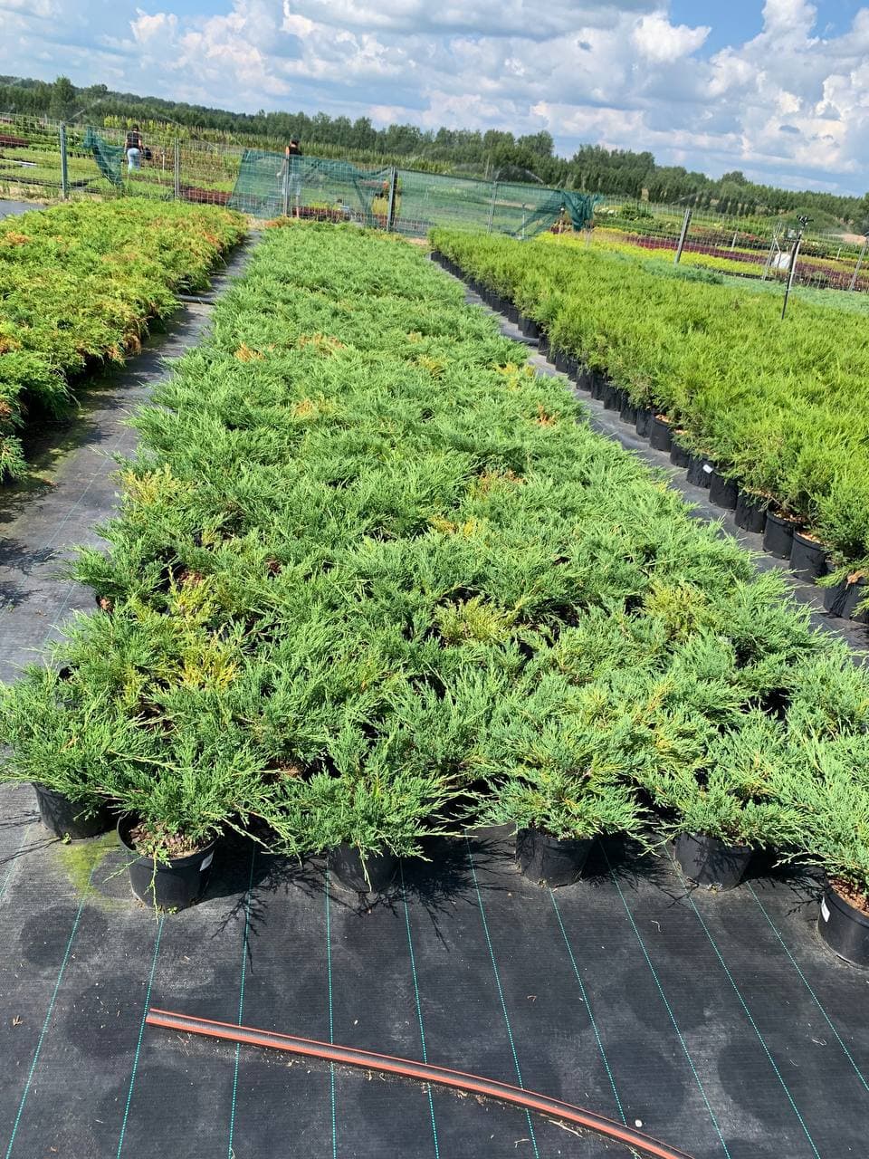 Можжевельник горизонтальный Андорра Компакт - изображение 1