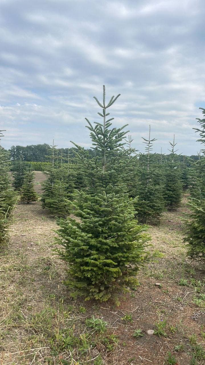 Пихта Нордмана - изображение 1