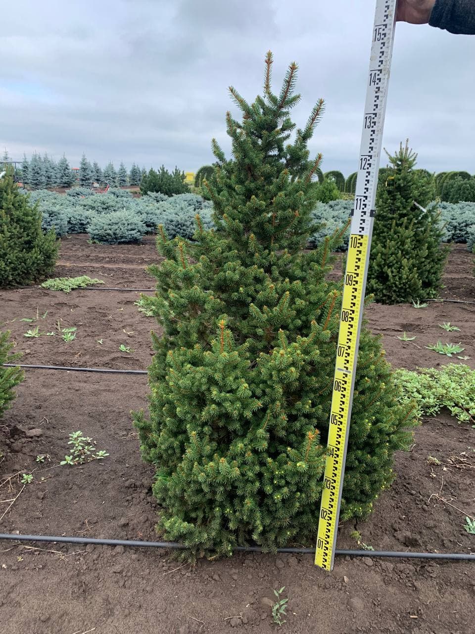 Ель обыкновенная Ремонти - изображение 1