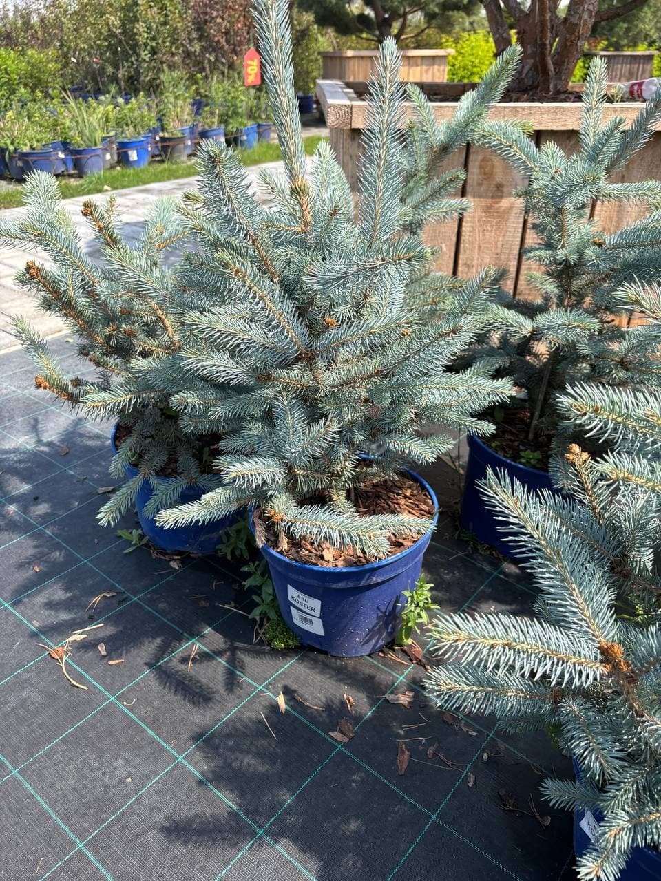 Ель колючая Костер - изображение 1
