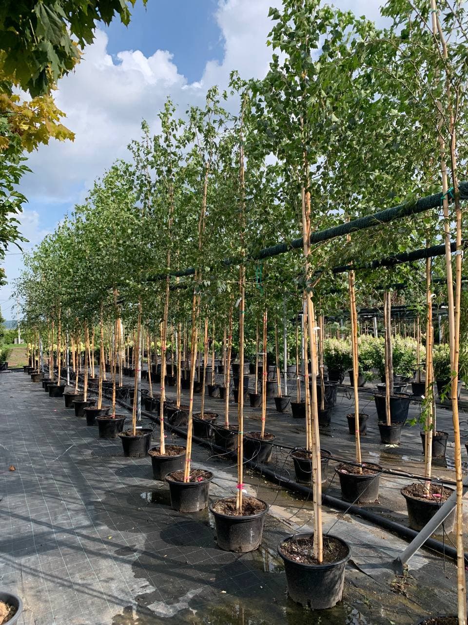 Береза Далекарлийская Лациниата - изображение 1