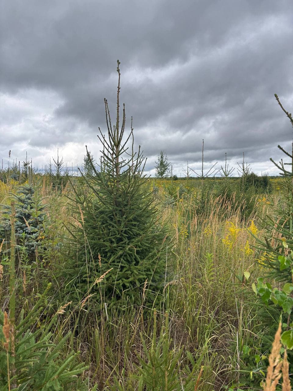 Ель обыкновенная - изображение 1