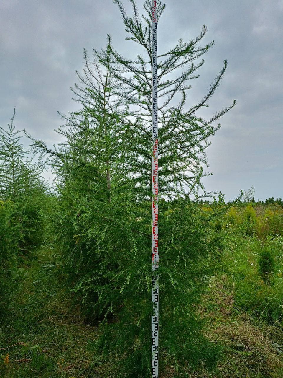 Лиственница европейская - изображение 1