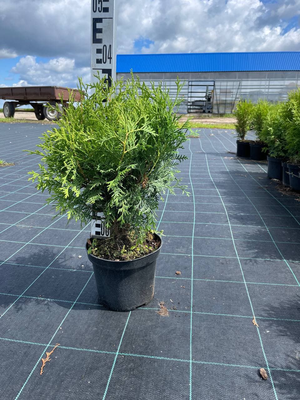 Туя западная Глобоза - изображение 1