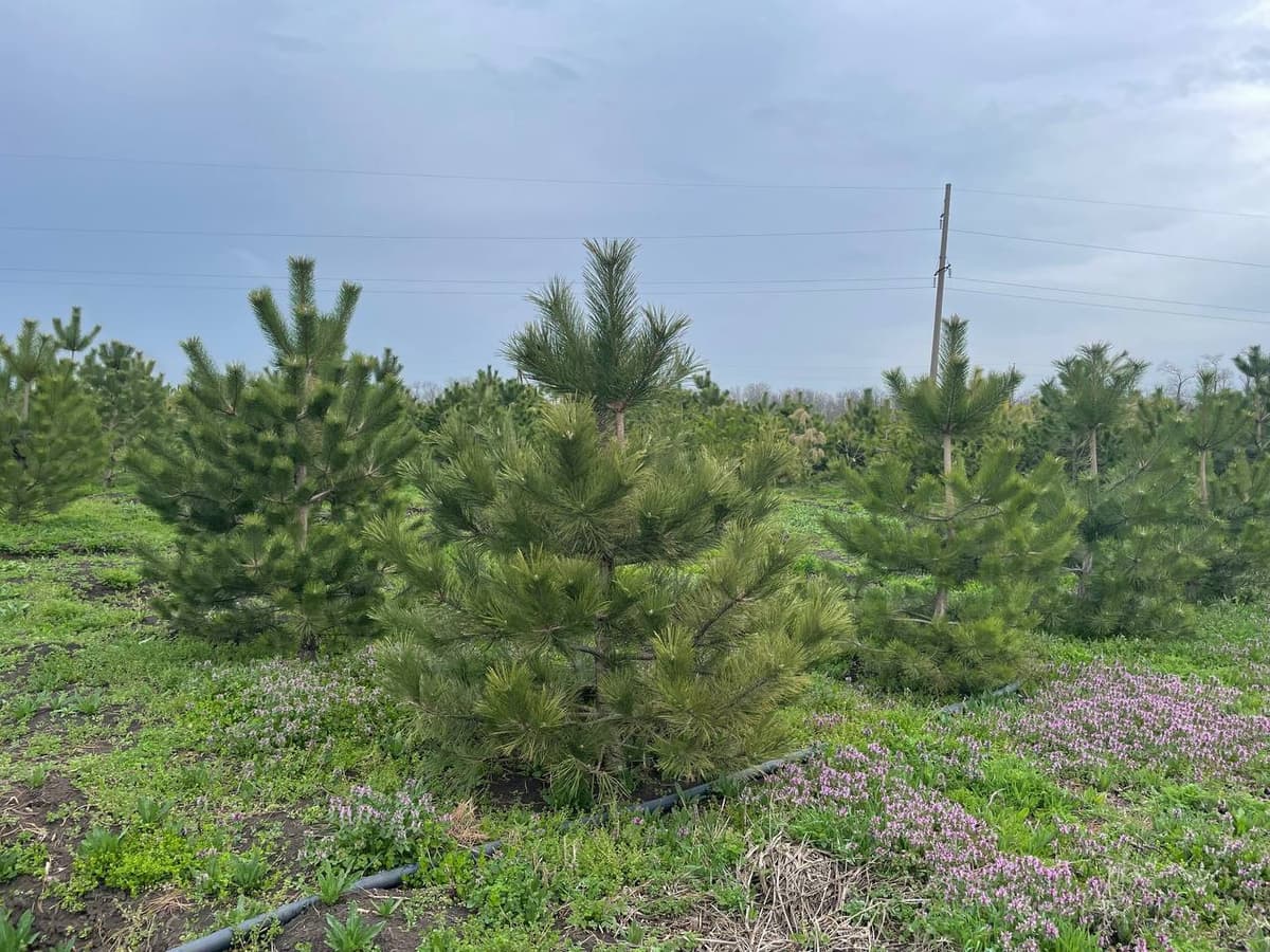 Сосна черная Крымская - изображение 1