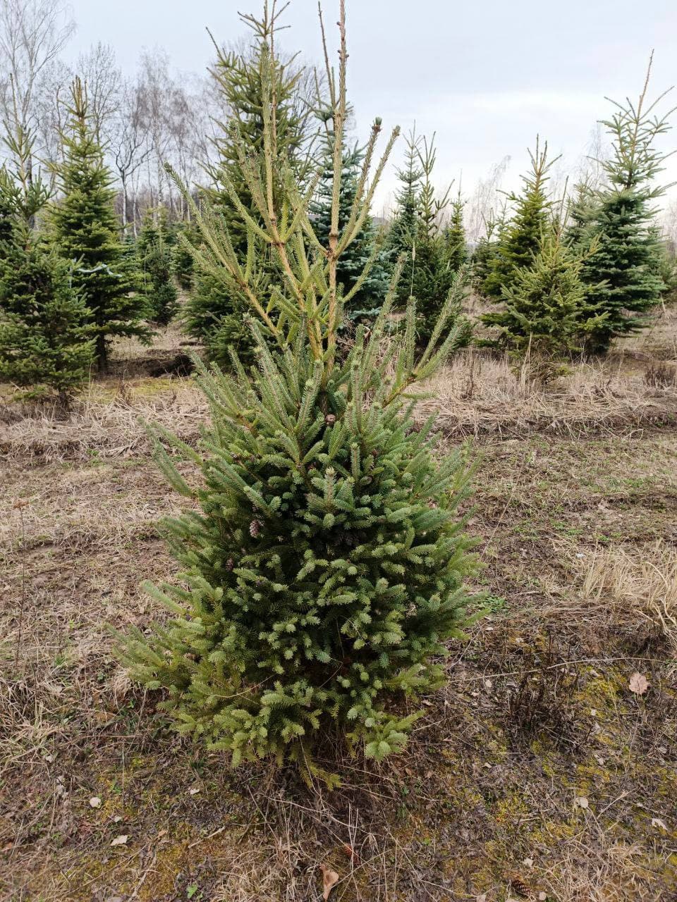 Ель канадская видовая - изображение 1