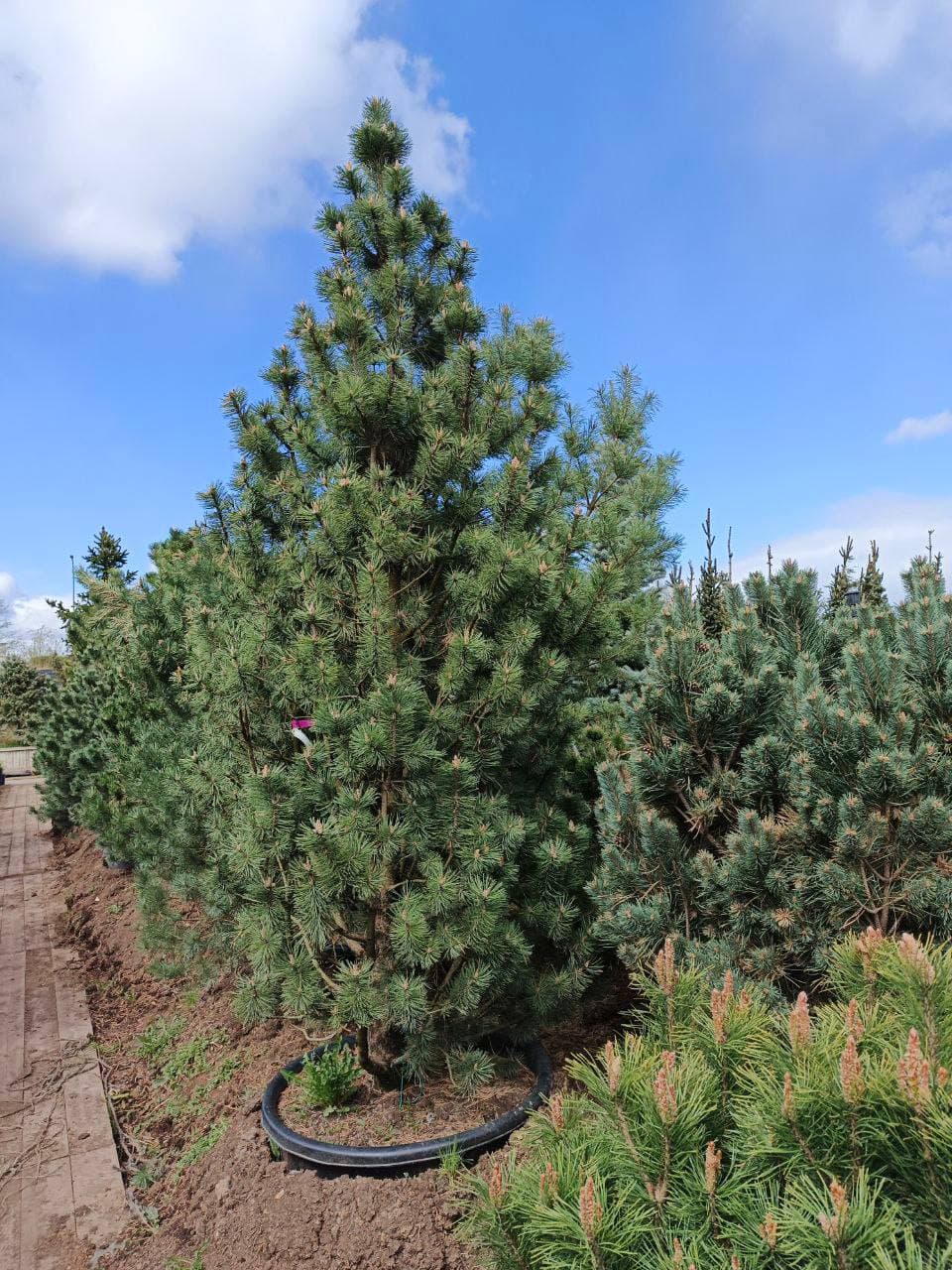 Сосна горная Колумбо - изображение 1