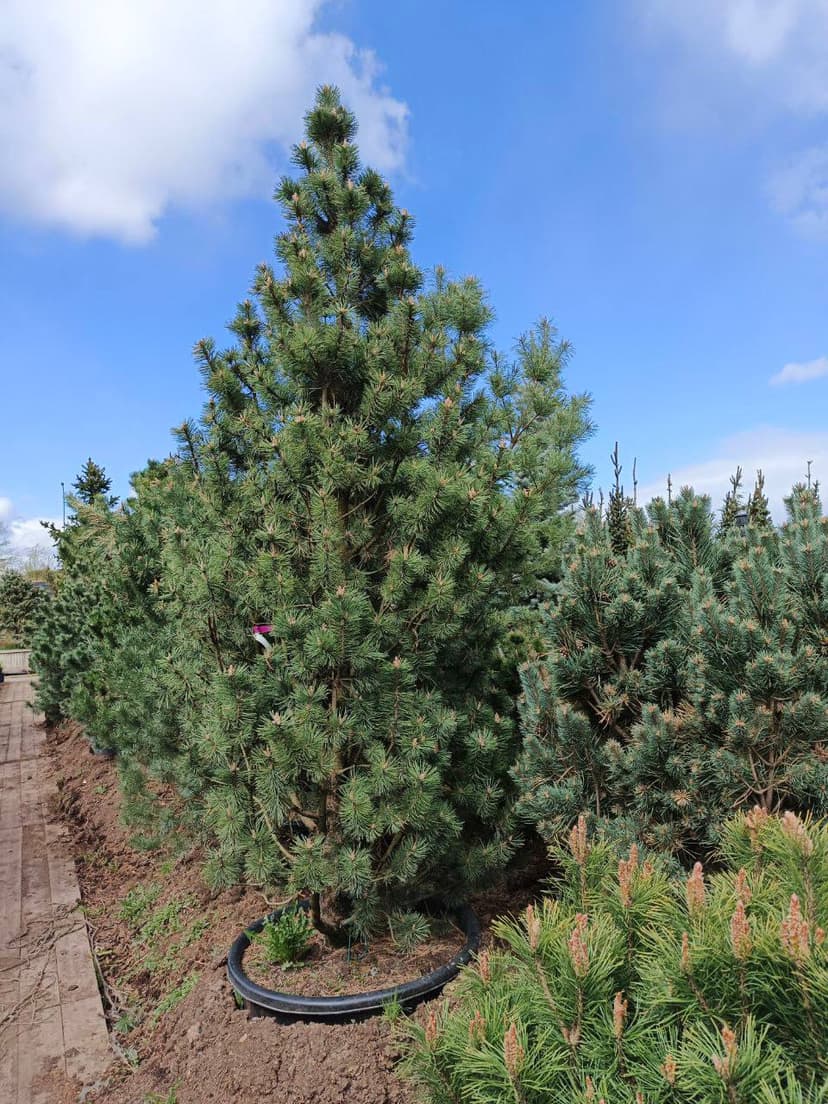 Сосна горная Колумбо