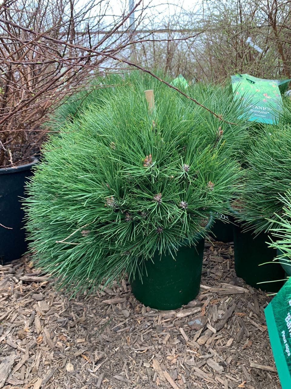 Сосна черная Бамбино - изображение 1