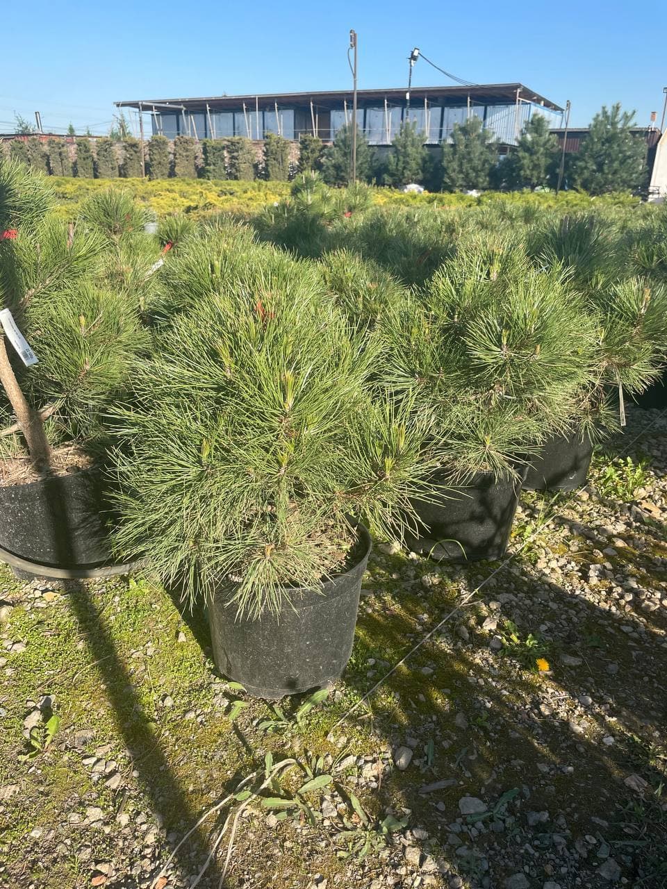 Сосна черная Спилберг - изображение 1