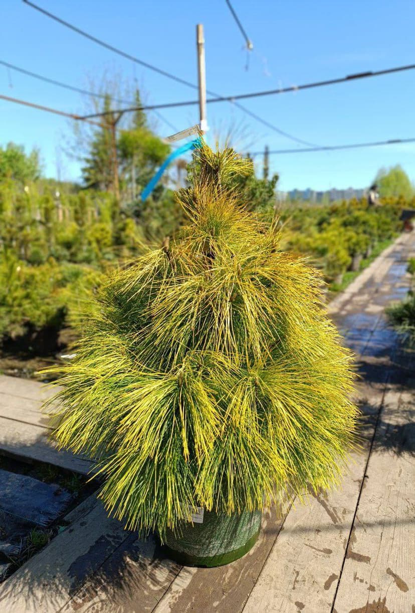 Сосна веймутова Луи