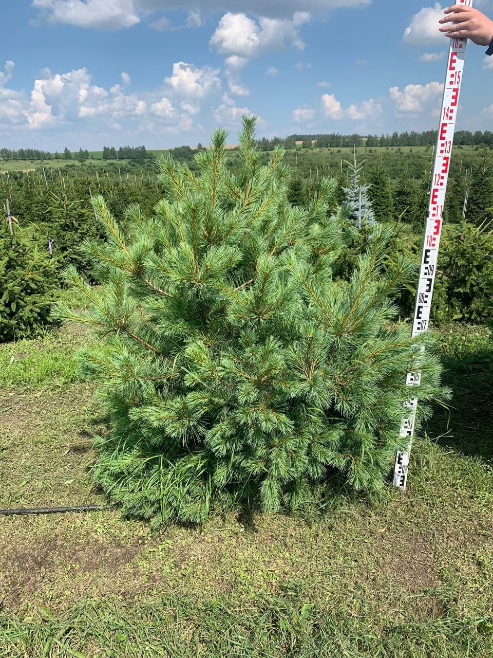 Сосна веймутова Макопин - изображение 1