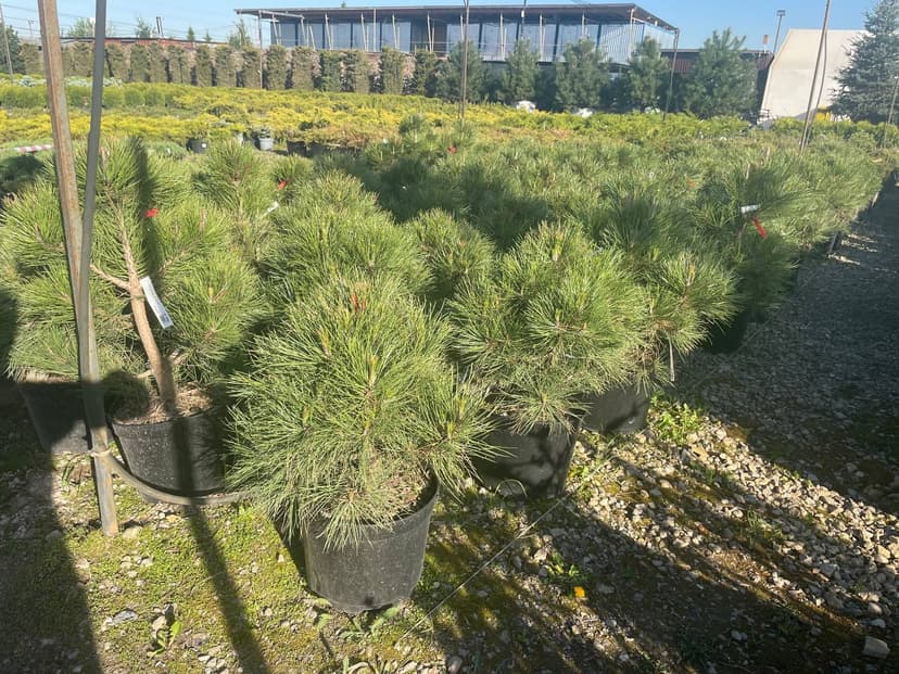 Сосна черная Спилберг