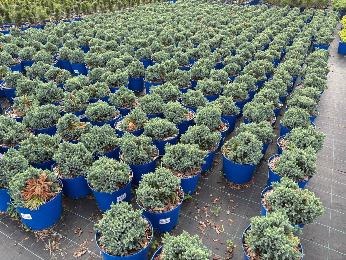 Можжевельник чешуйчатый Блю Стар - изображение 1