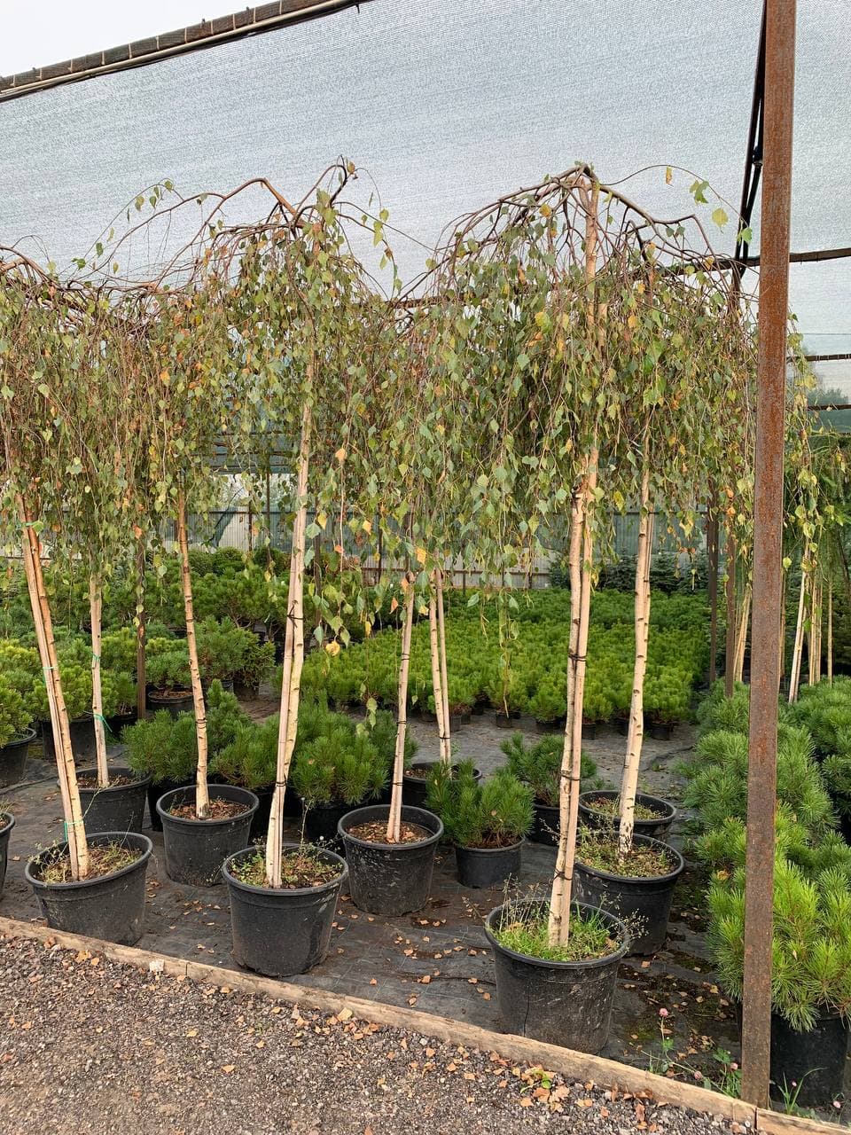 Береза повислая Юнги - изображение 1