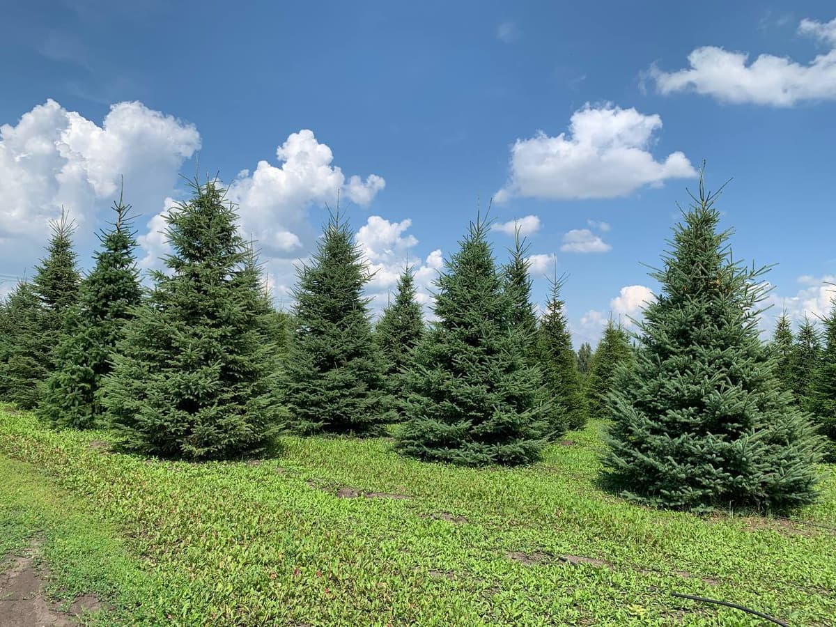 Ель канадская формированная - изображение 1