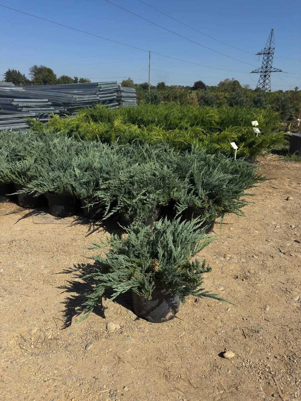 Можжевельник горизонтальный Блю Чип - изображение 1