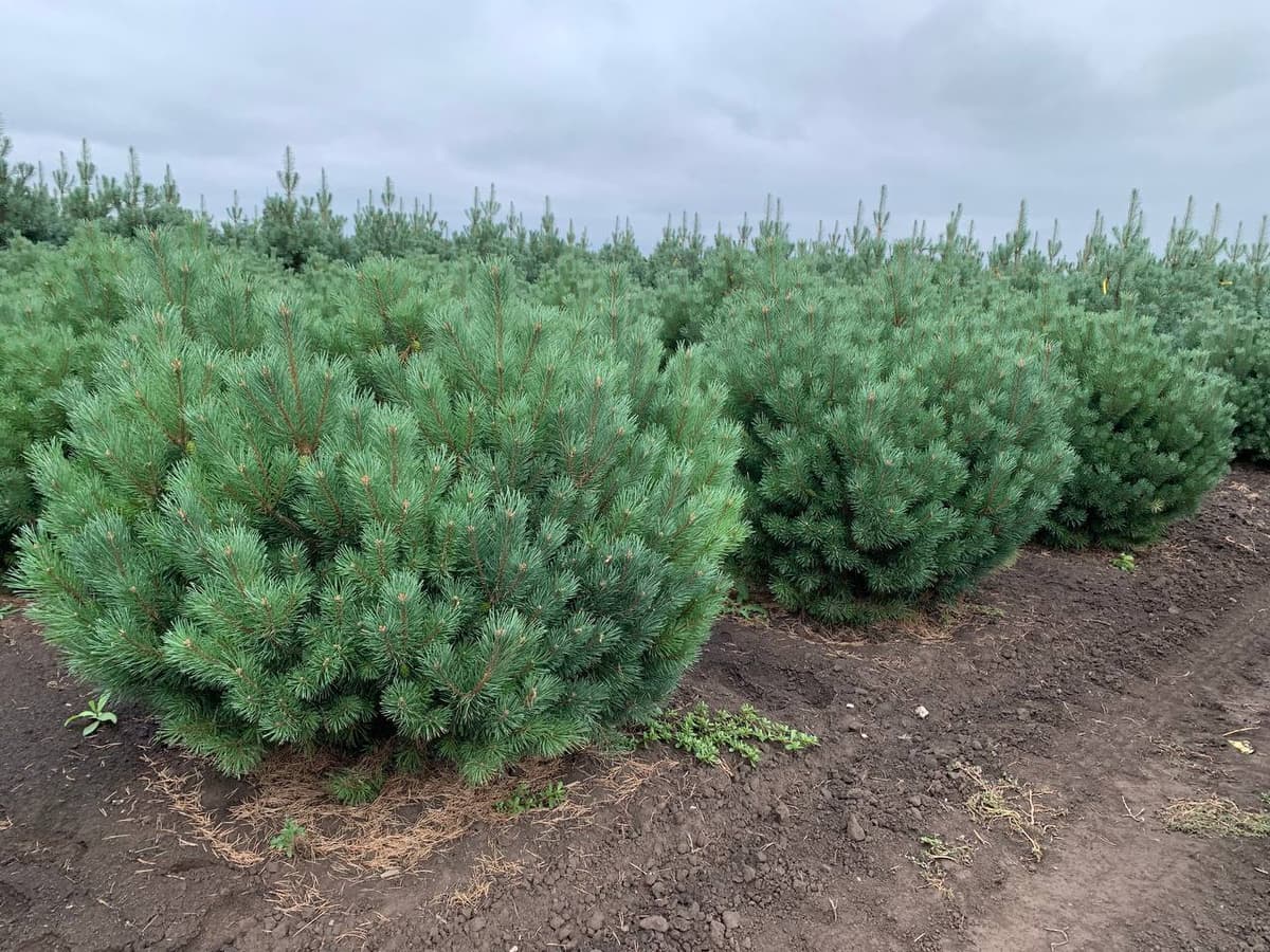 Сосна обыкновенная Беувроненсис - изображение 1