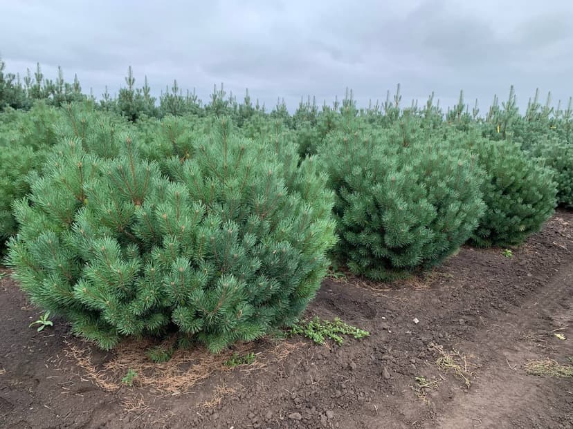 Сосна обыкновенная Беувроненсис