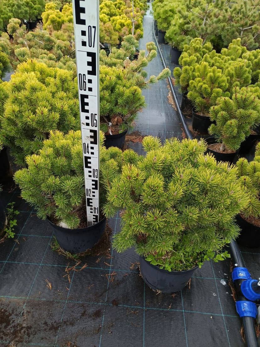 Сосна горная Офир