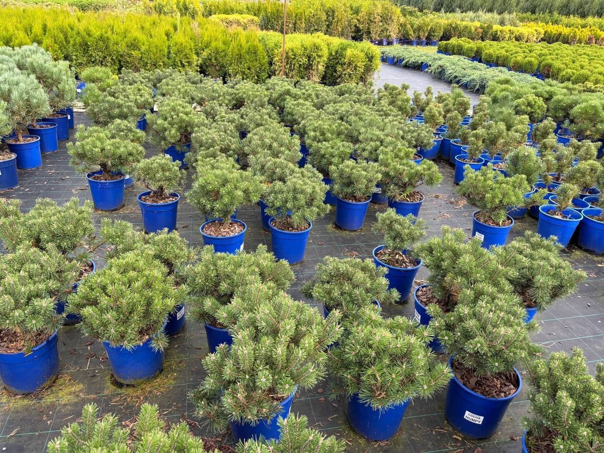 Сосна горная Хампи - изображение 1