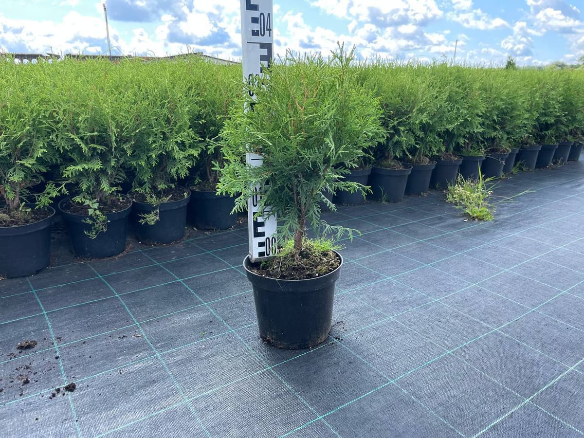 Туя западная Вудварди - изображение 1