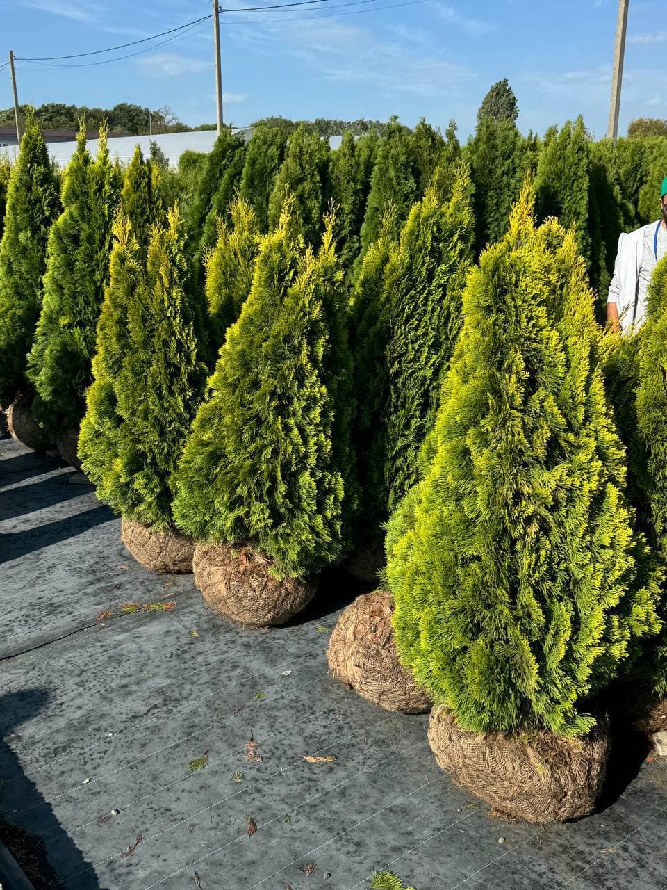 Туя западная Голден Смарагд - изображение 1