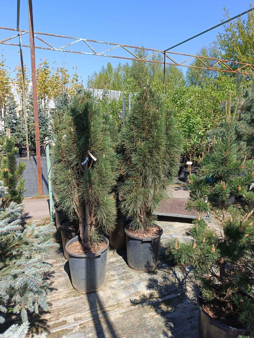 Сосна черная Грин Тауэр - изображение 1