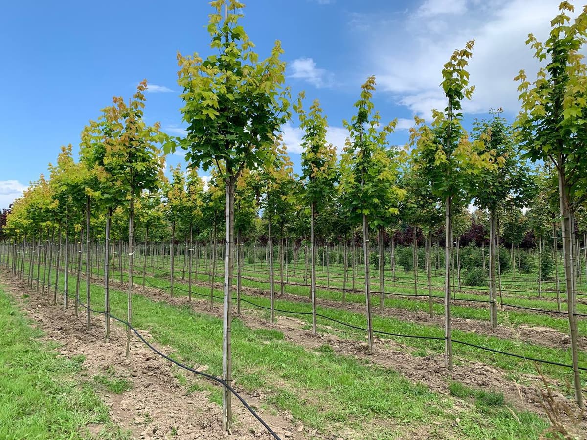 Клен остролистный Принстон Голд - изображение 1