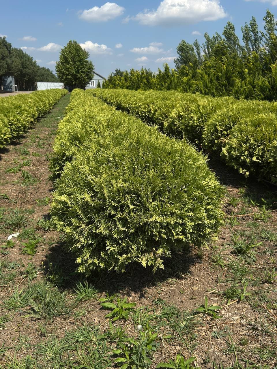 Туя западная Глобоза Аурея - изображение 1